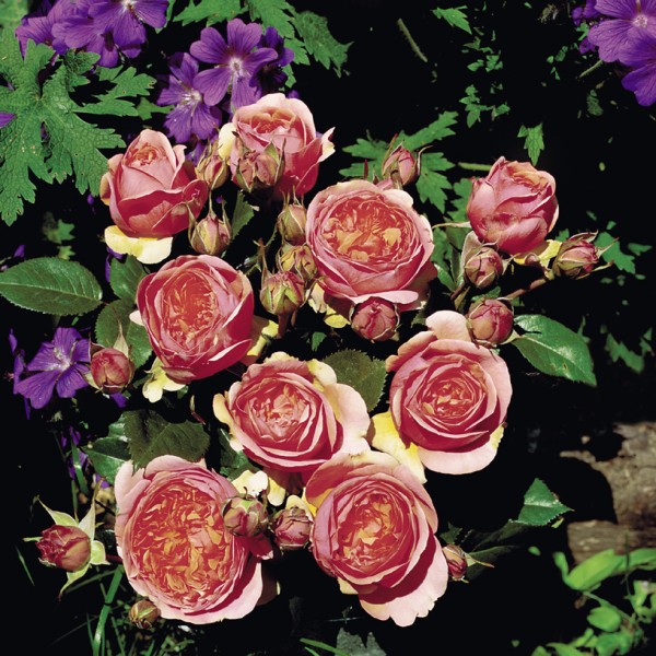 The Duchess Of Cornwall Hybrid Tea Garden Roses Pococks Roses The Cornish Rose Company 